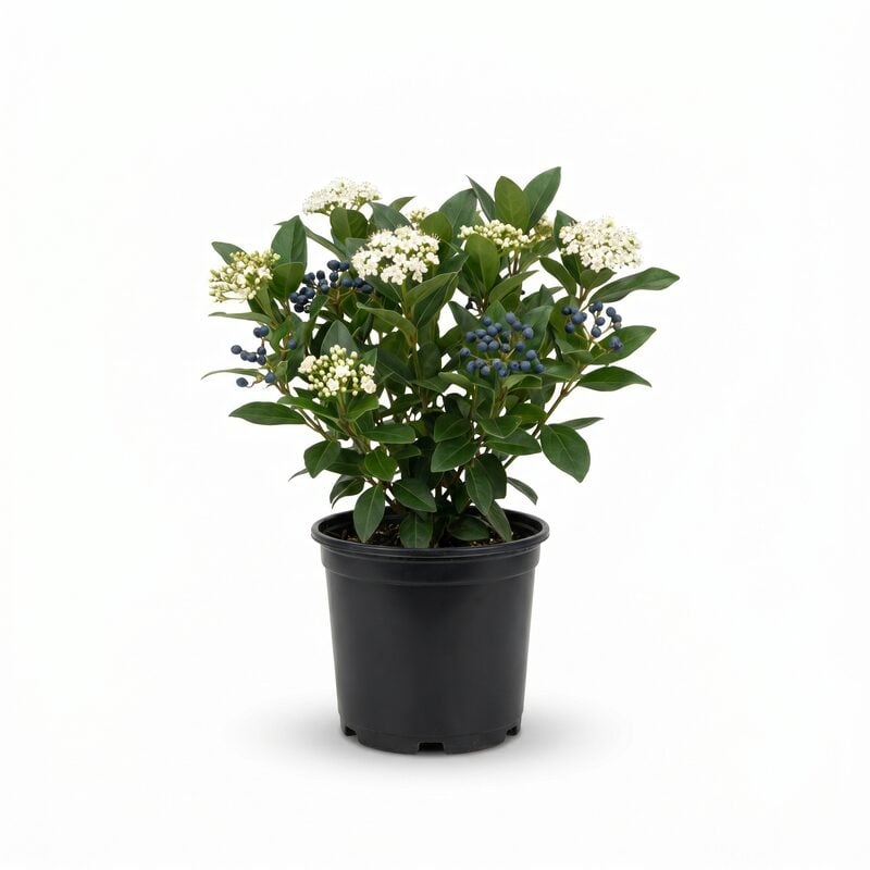 Yin David Viburnum image