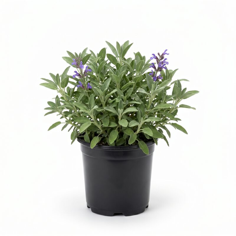 Robert Grimm Dwarf Culinary Sage image