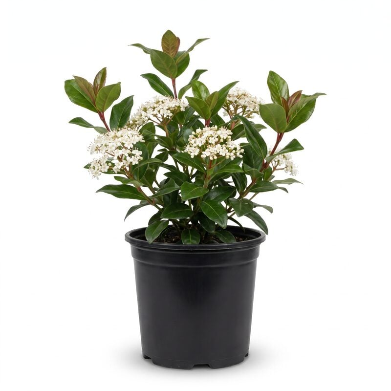 Shiny Dancer Viburnum image