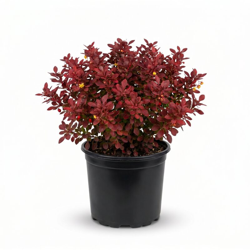 WorryFree Crimson Cutie Barberry image