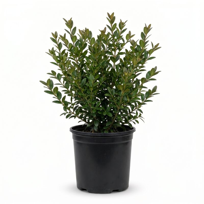 Cranberry Creek Boxwood image