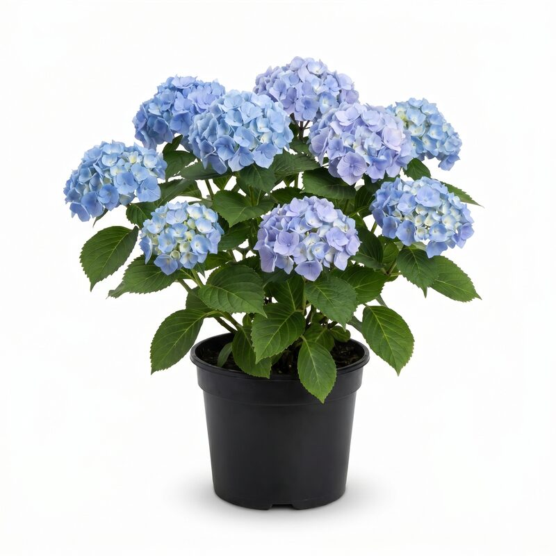 Azure Skies Bigleaf Hydrangea image