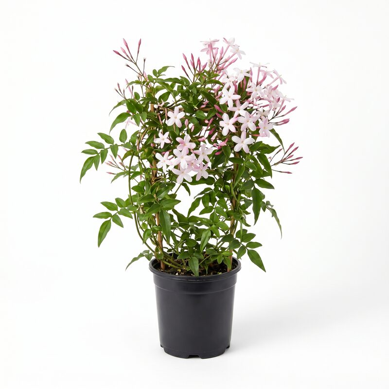 Pink Jasmine image