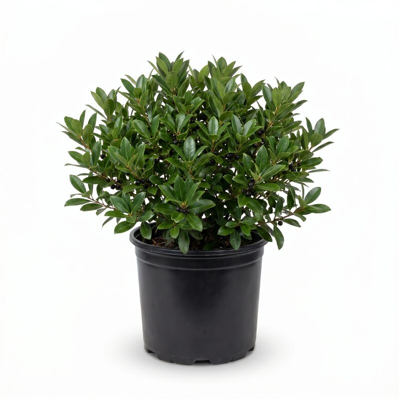 Strongbox Inkberry holly image