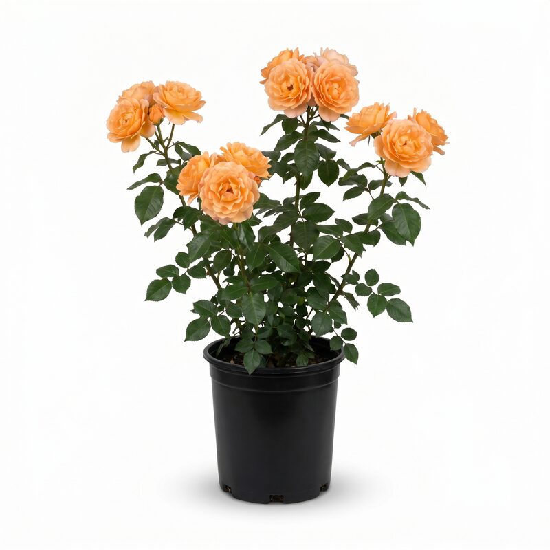 At Last Rose image