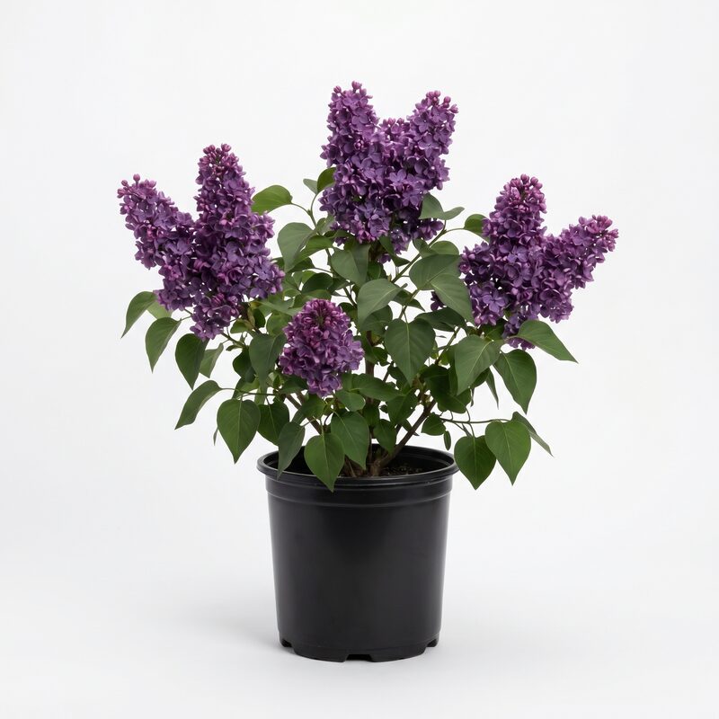 Scentara Double Blue Lilac image