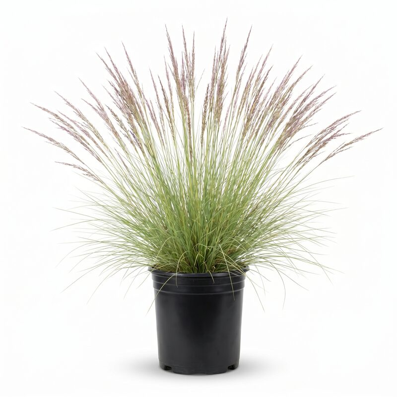 Deer Grass image