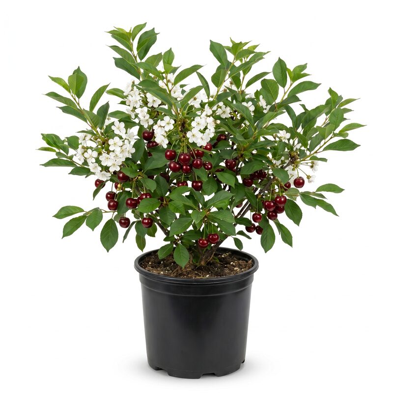 Carmine Jewel Dwarf Cherry image