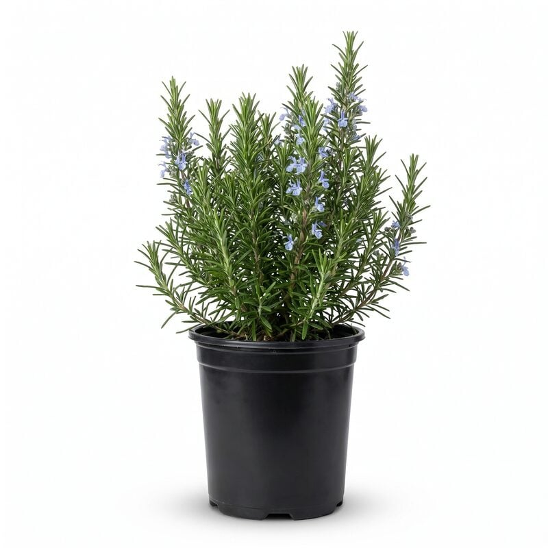 Tuscan Blue Rosemary image