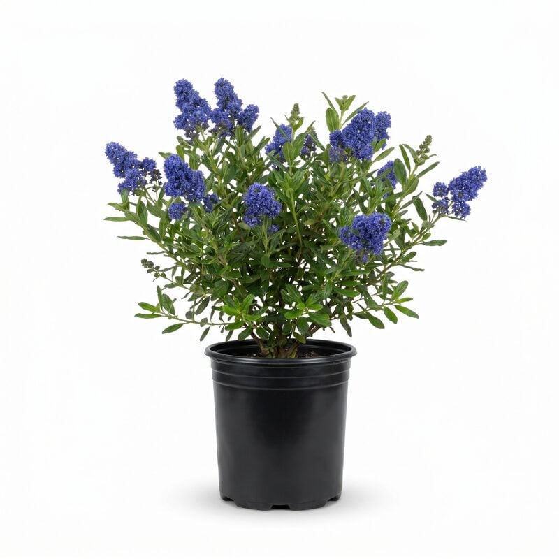 California Mountain Lilac image