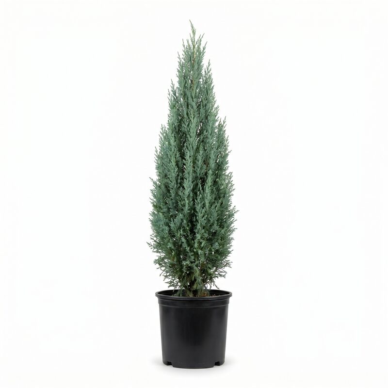 Blue Italian Cypress image