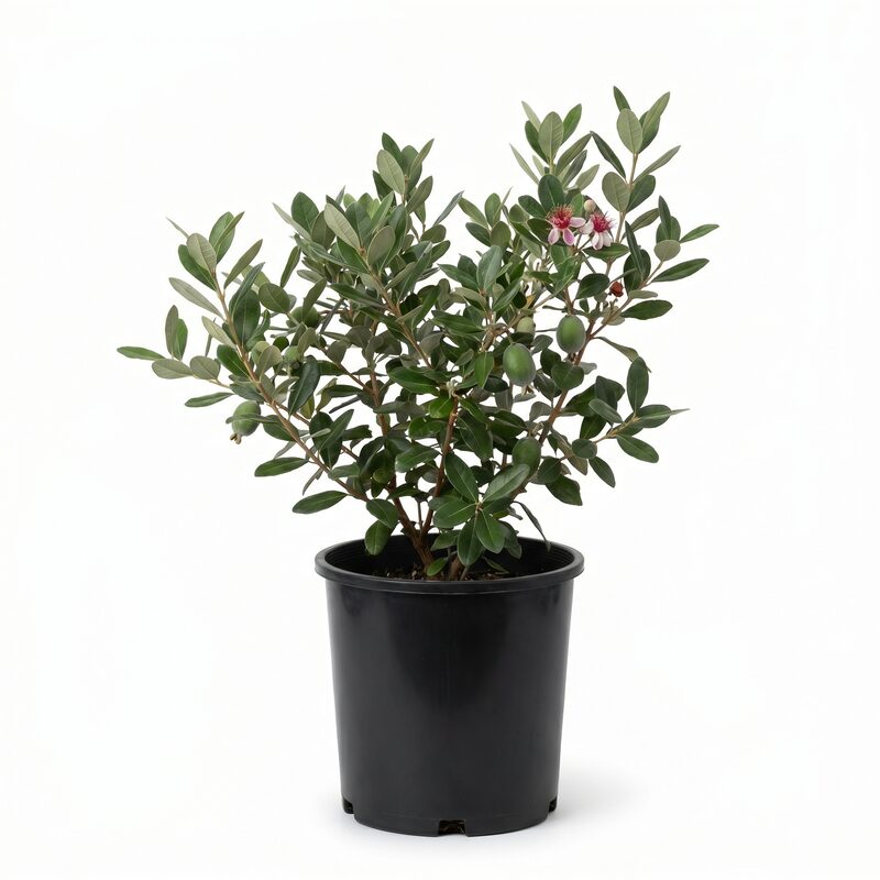 Pineapple Guava image