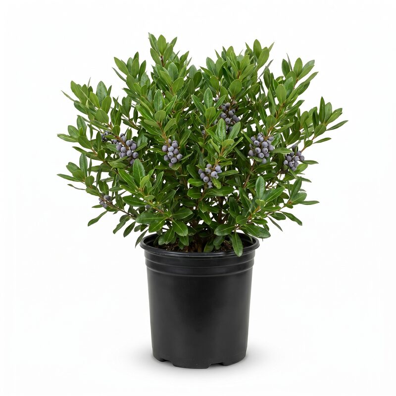 Pacific Wax Myrtle image