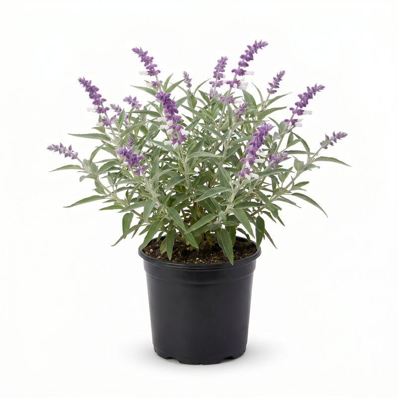 Mexican Bush Sage image