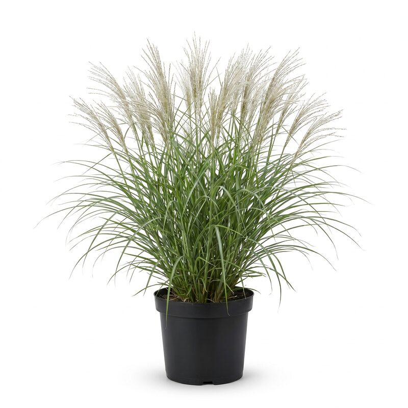 Silver Feather Maiden Grass image