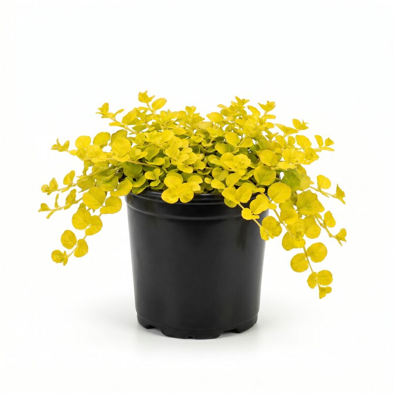 Golden Creeping Jenny image