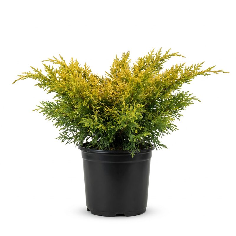 Gold Lace Juniper image