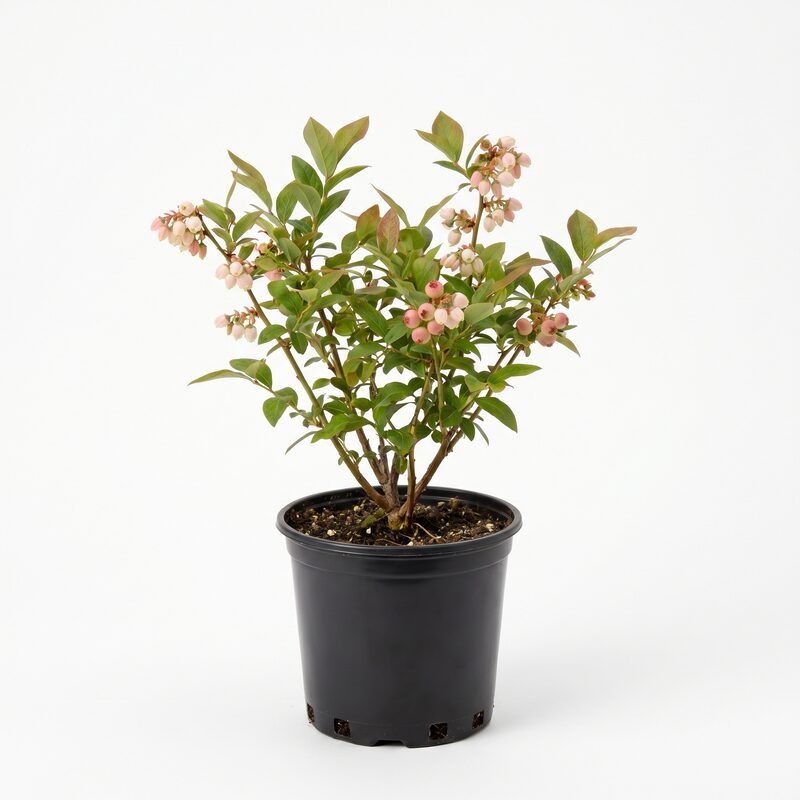 Blueberry 'Pink Lemonade' image