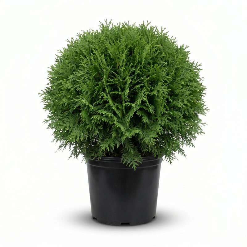 Mr. Bowling Ball Arborvitae image