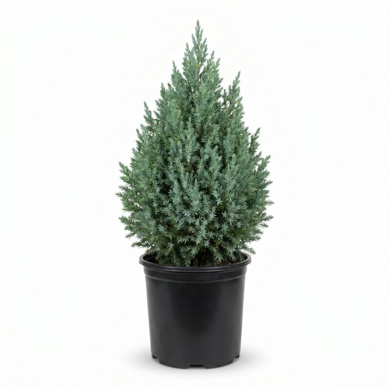 Blue Point Juniper image