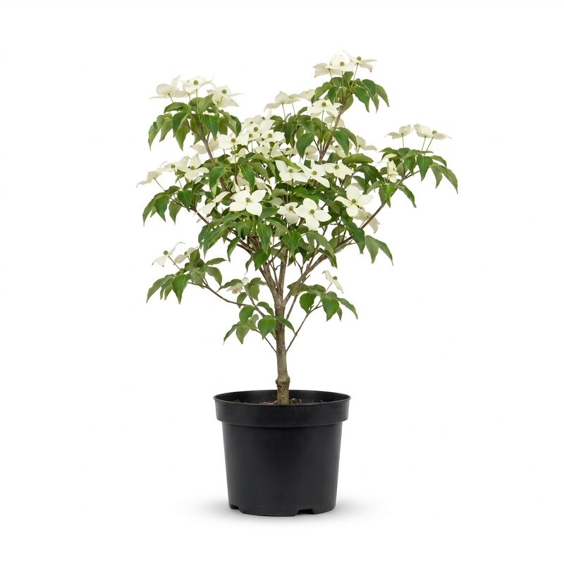 Kousa Dogwood Tree image
