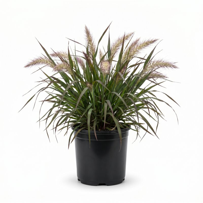 Burgundy Bunny Grass image