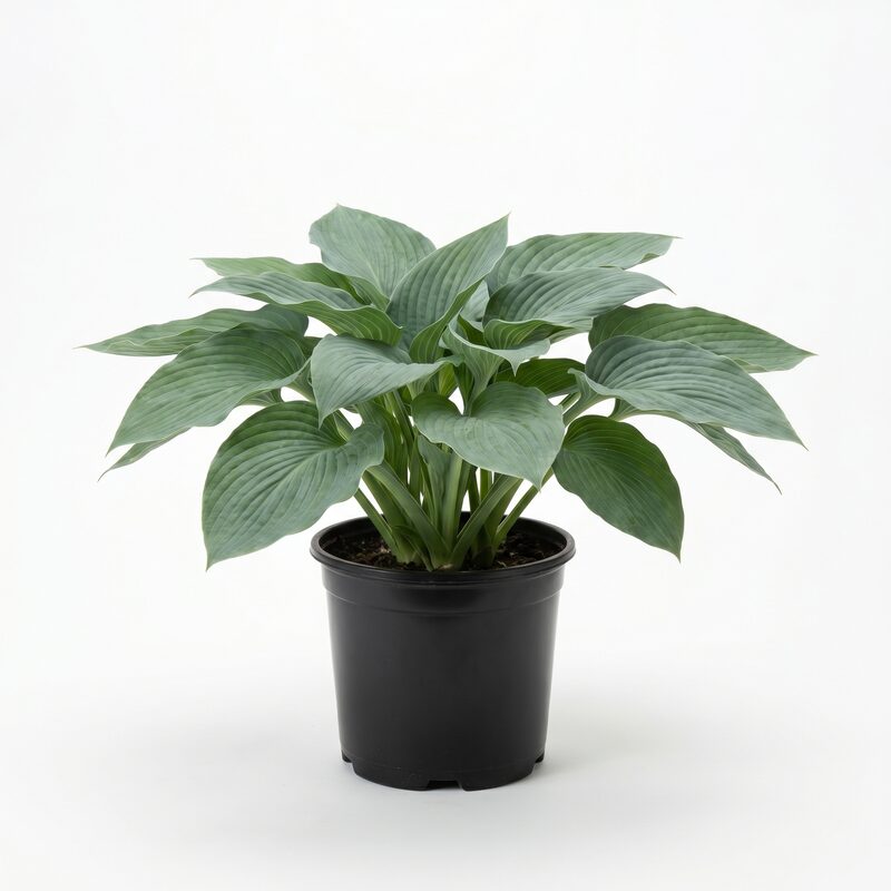 Empress Wu Hosta image