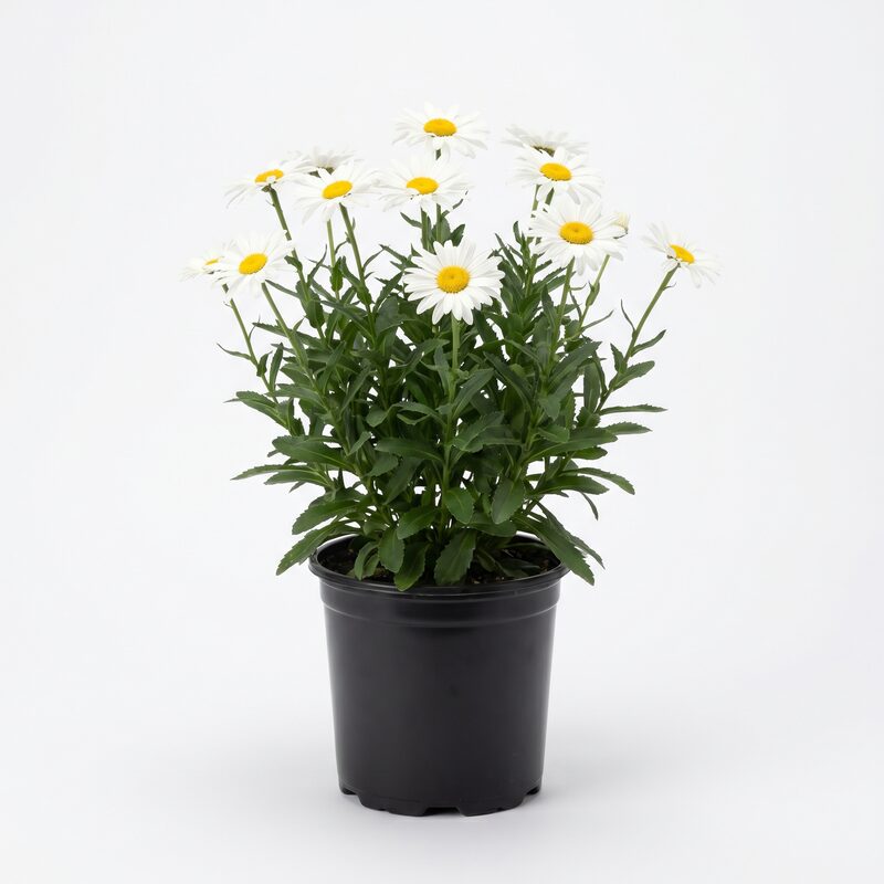 Amazing Daisies Daisy May Shasta Daisy image