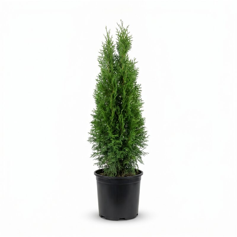 North Pole Arborvitae image