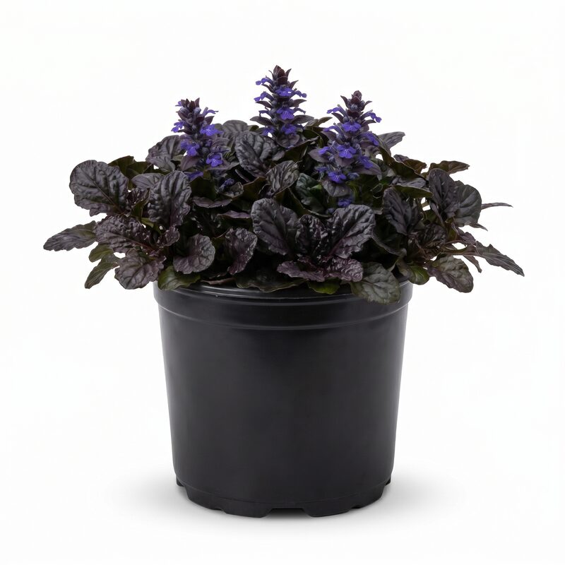 Black Scallop Ajuga image
