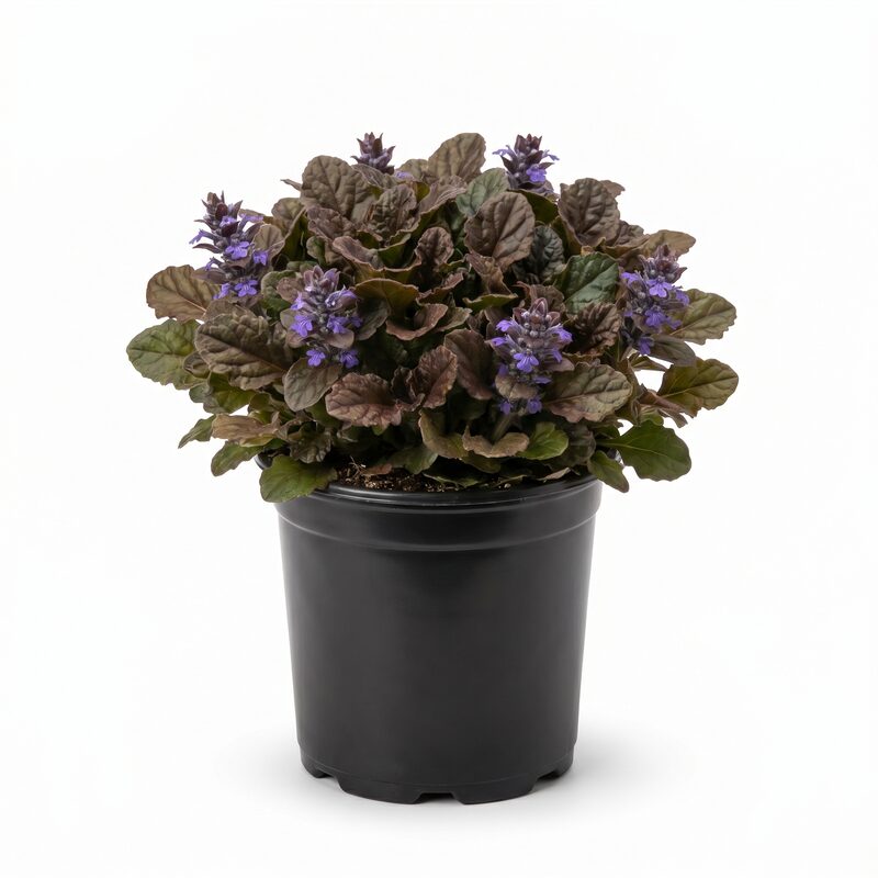 Chocolate Chip Ajuga image