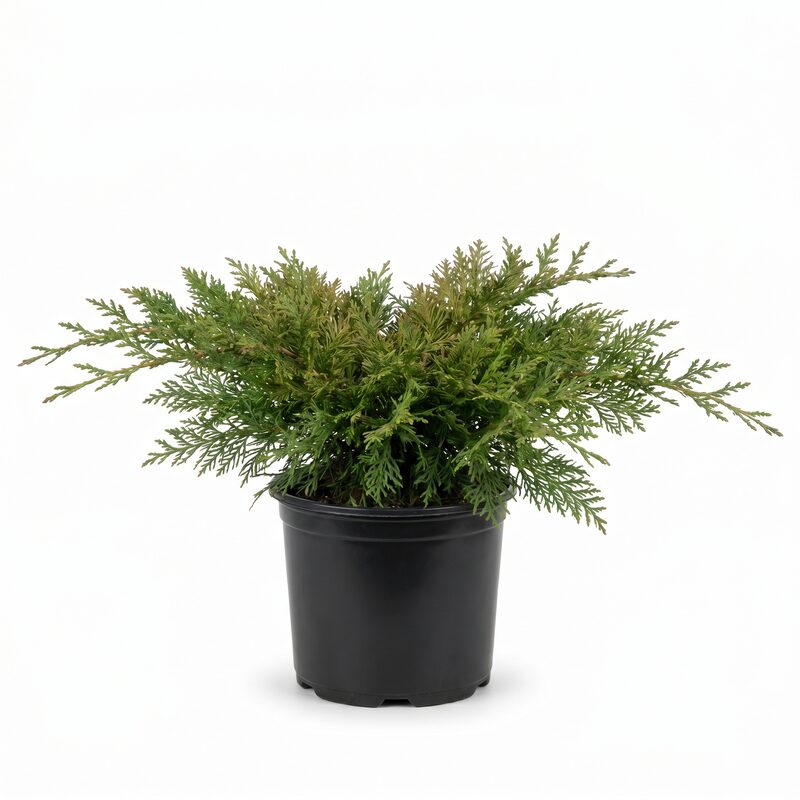 Celtic Pride Siberian Cypress image