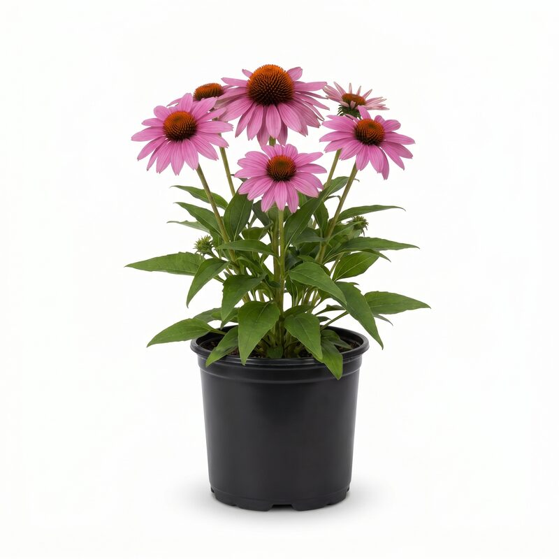 Magnus Purple Coneflower image