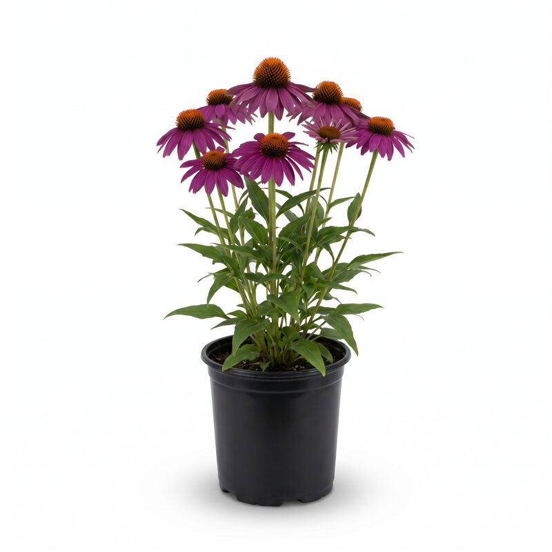 Purple Coneflower image