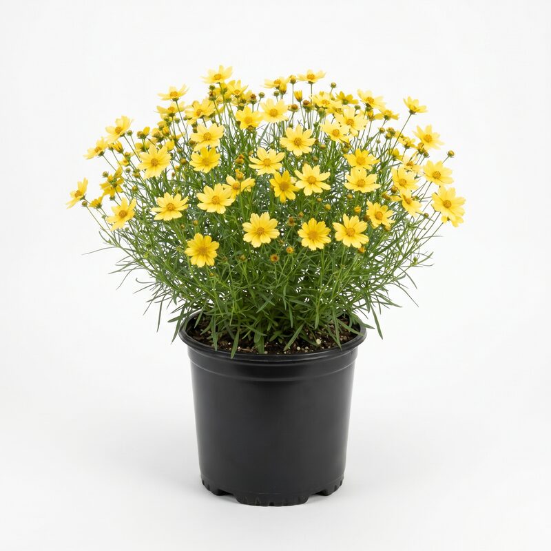 Coreopsis Creme Brulee image