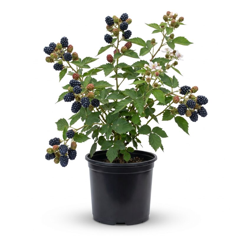 Black Satin Blackberry image