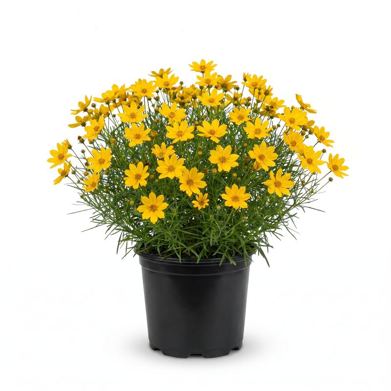 Zagreb Coreopsis image