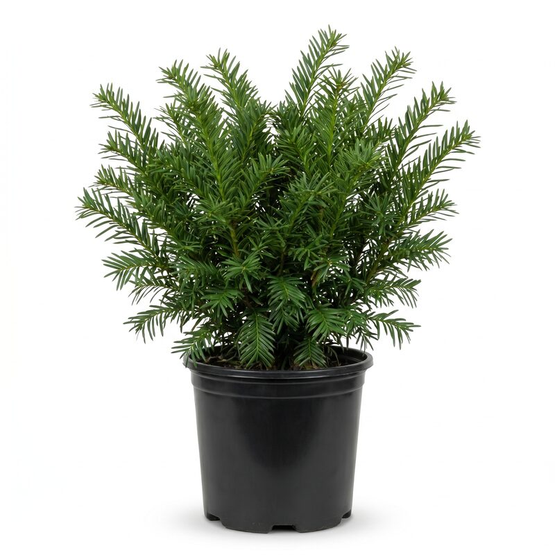Yewtopia Plum Yew image