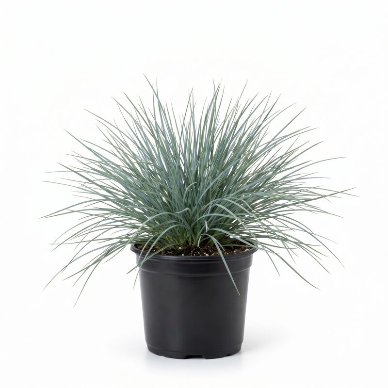 Beyond Blue Festuca image