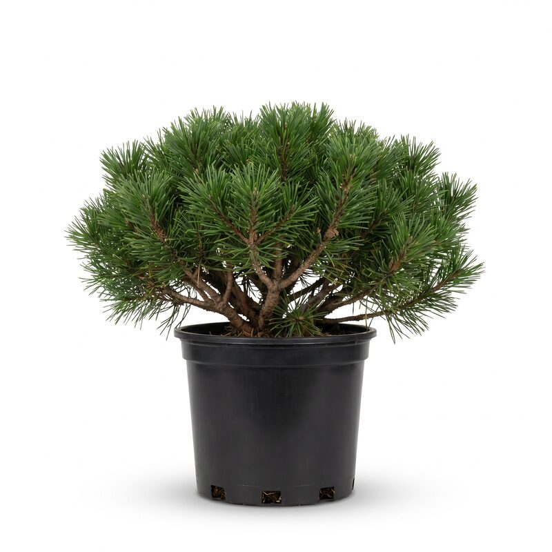 Dwarf Mugo Pine Shrub image
