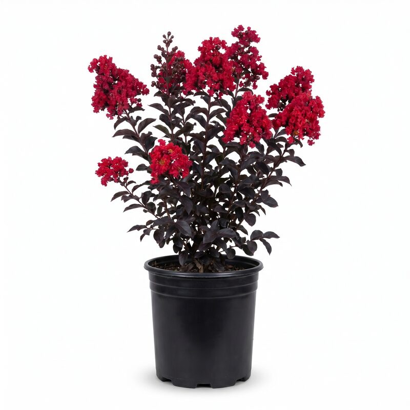 Black Diamond Best Red Crape Myrtle image