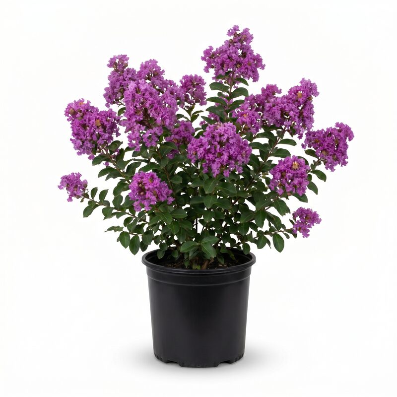 Purple Magic Crape Myrtle image