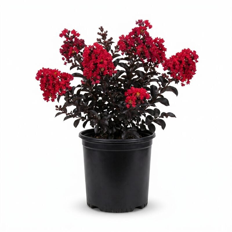Black Diamond Red Hot Crape Myrtle image