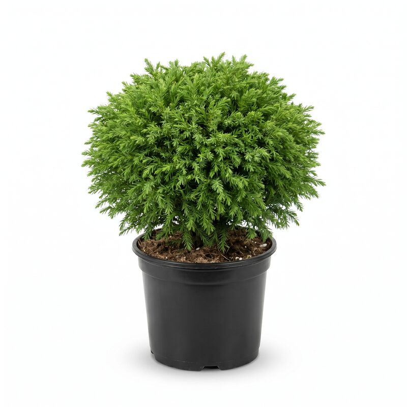 Dwarf Japanese Cedar image