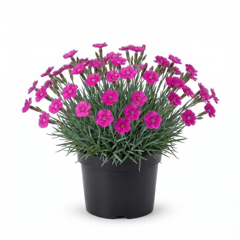Firewitch Dianthus image