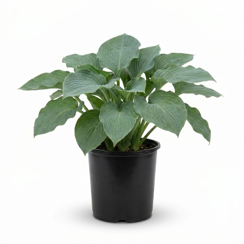 Elegans Hosta image