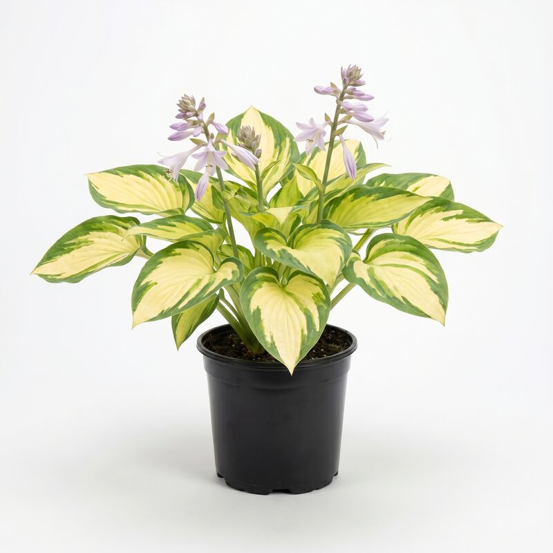 Fragrant Bouquet Hosta image