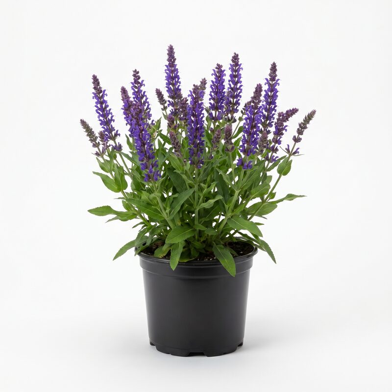 Marcus Salvia image