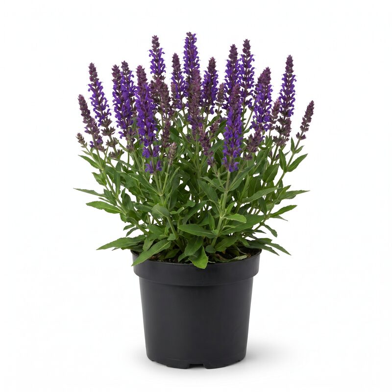 East Friesland Salvia image