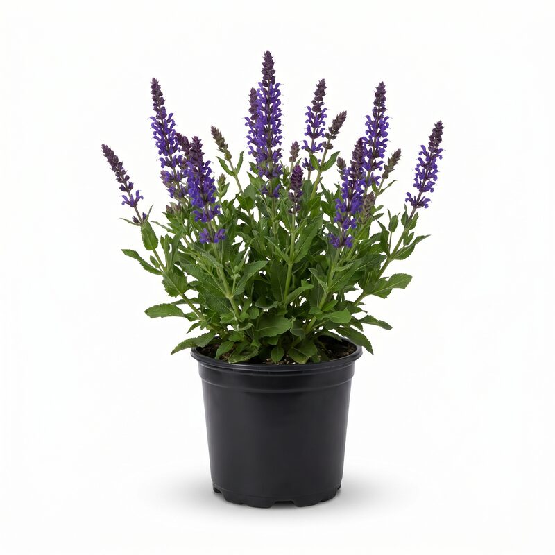 May Night Salvia image